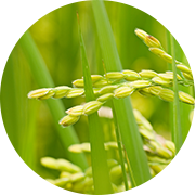 친환경인증쌀